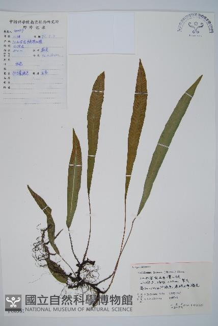 單葉雙蓋蕨藏品圖，第1張