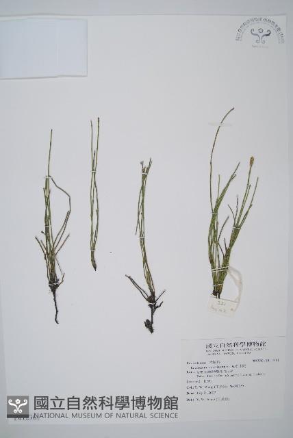 木賊藏品圖，第1張