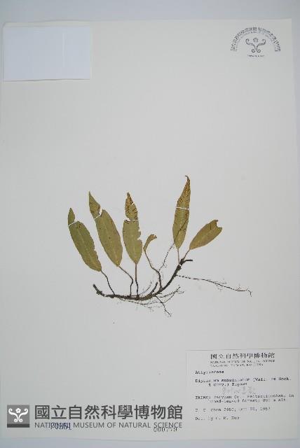 單葉雙蓋蕨藏品圖，第1張