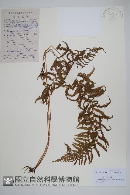 密腺副金星蕨藏品圖，第1張