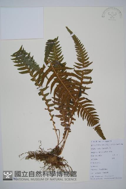 岩蕨藏品圖，第1張