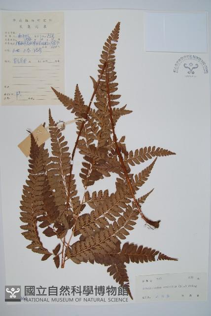 屋久複葉耳蕨藏品圖，第1張