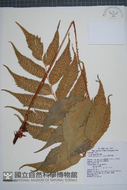 披針貫眾蕨藏品圖，第1張