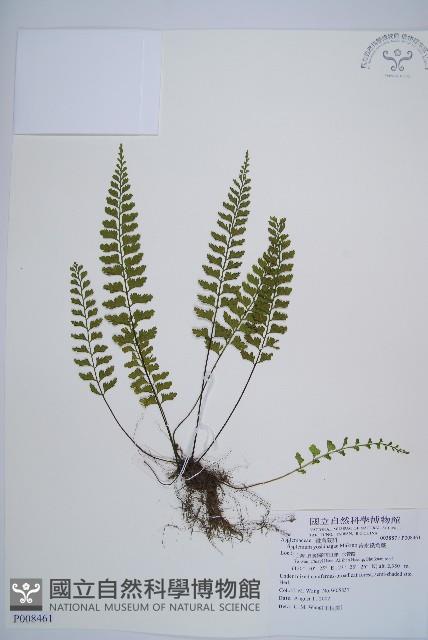 吉永鐵角蕨、斜葉鐵角蕨藏品圖，第1張