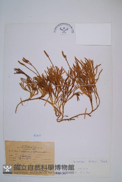 玉山石松藏品圖，第1張