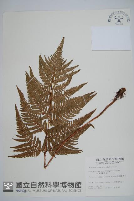 落鱗鱗毛蕨藏品圖，第1張