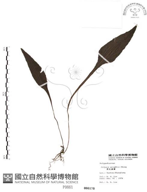 萊氏線蕨藏品圖，第1張