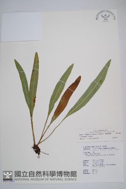 垂葉舌蕨藏品圖，第1張