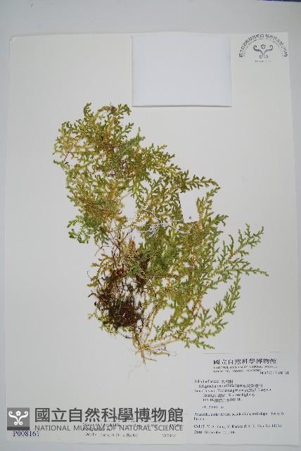 玉山卷柏藏品圖，第1張