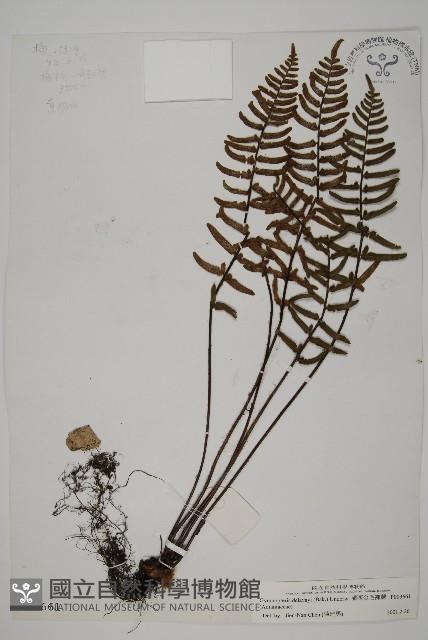 滇西金毛裸蕨藏品圖，第1張