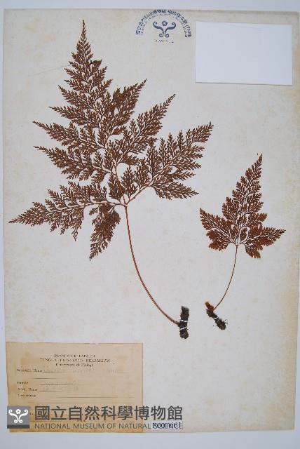 海州骨碎補藏品圖，第1張