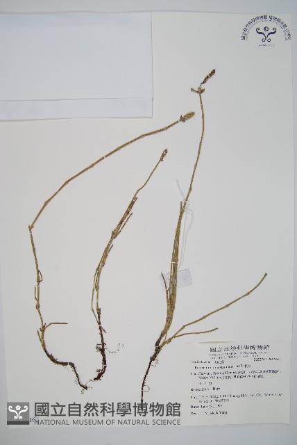 木賊藏品圖，第1張