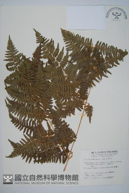 蕨藏品圖，第1張