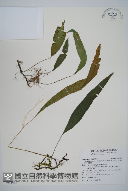單葉雙蓋蕨藏品圖，第1張