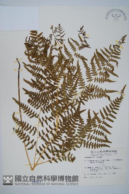 蕨藏品圖，第1張
