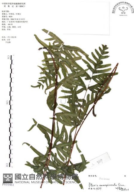 半邊羽裂鳳尾蕨藏品圖，第1張