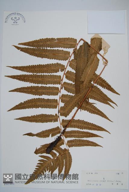 史氏鱗毛蕨藏品圖，第1張