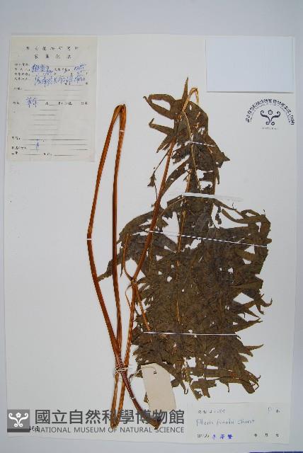 疏裂鳳尾蕨藏品圖，第1張