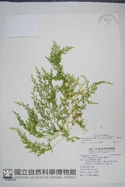 玉山卷柏藏品圖，第1張