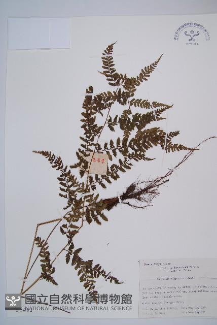 日本蹄蓋蕨藏品圖，第1張