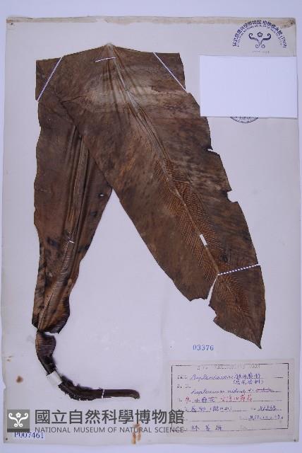 Bird's-nest fern Collection Image, Figure 1, Total 5 Figures