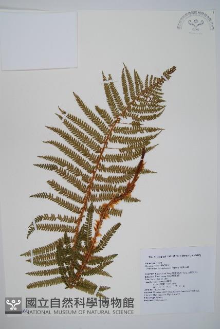 尖葉耳蕨藏品圖，第1張