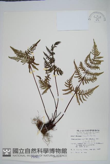 深山粉背蕨藏品圖，第1張