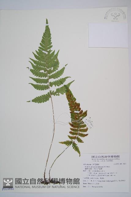 假蹄蓋蕨、東洋蹄蓋蕨藏品圖，第1張
