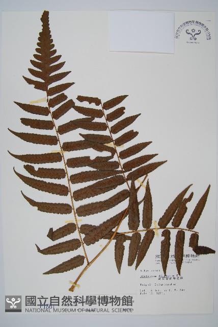 毛柄短腸蕨藏品圖，第1張