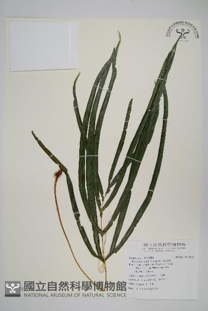 長葉鳳尾蕨藏品圖，第1張