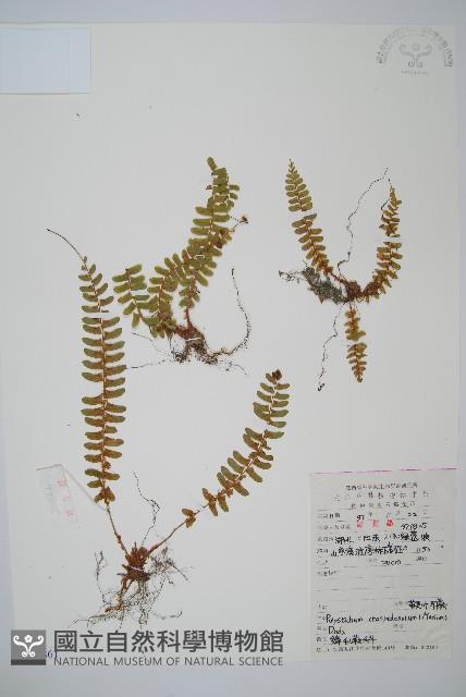 鞭葉耳蕨藏品圖，第1張