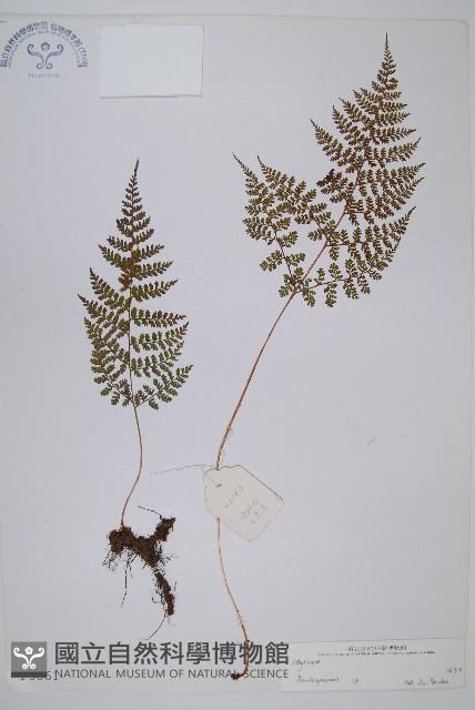 登錄號:P003861藏品圖，第1張