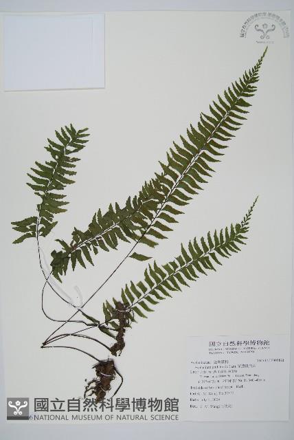 單邊鐵角蕨藏品圖，第1張