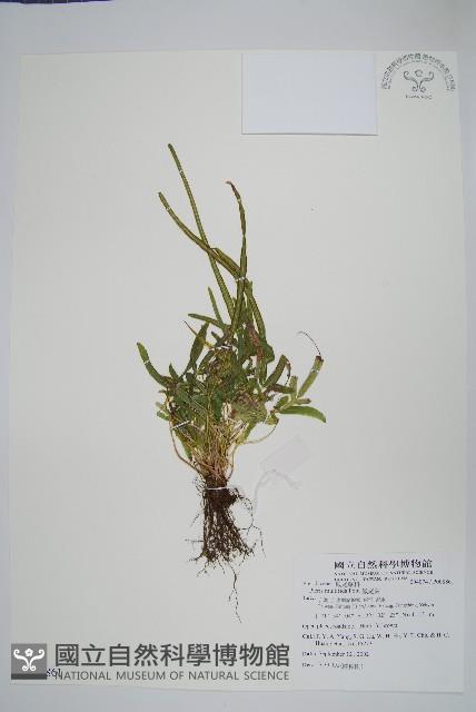 鳳尾蕨藏品圖，第1張