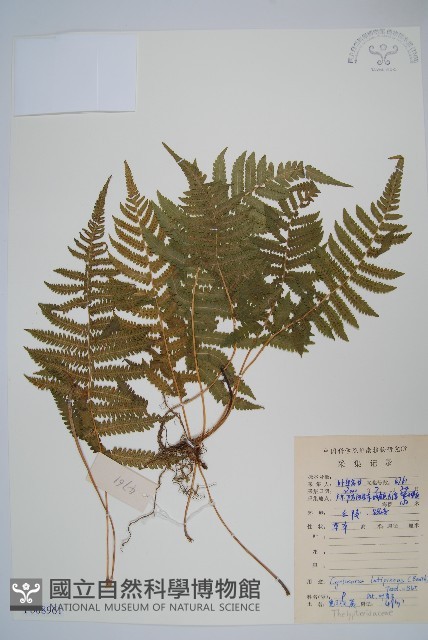寬羽毛蕨藏品圖，第1張