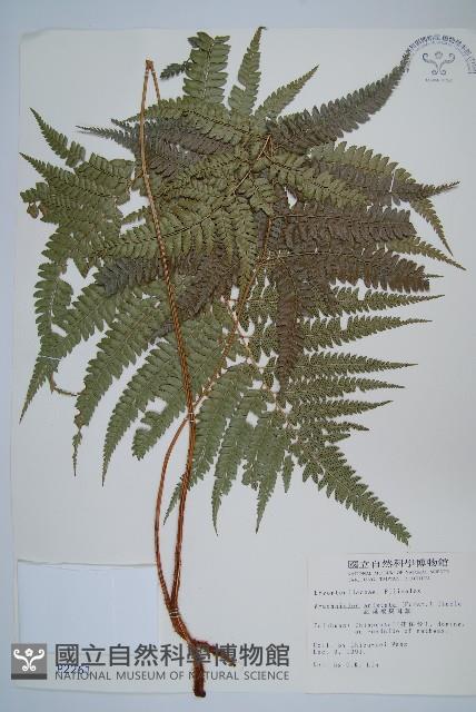 細葉複葉耳蕨藏品圖，第1張