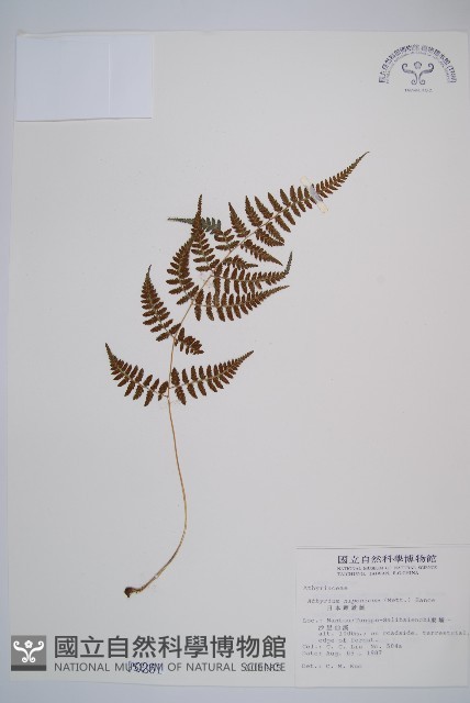 日本蹄蓋蕨藏品圖，第1張