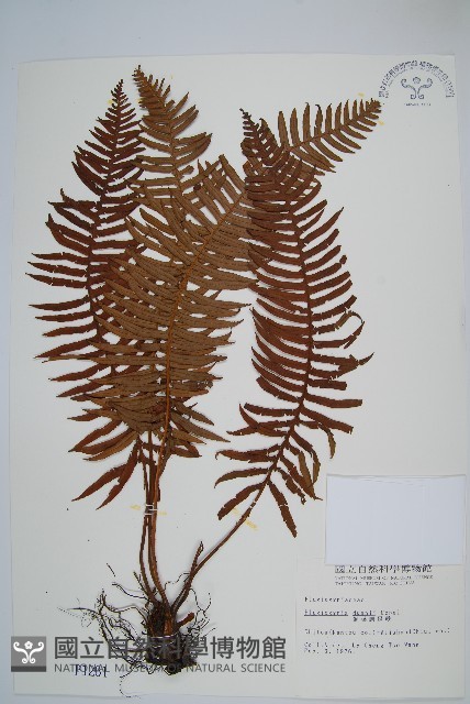 倒葉瘤足蕨藏品圖，第1張