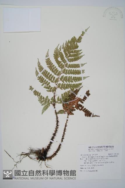 黑鱗複葉耳蕨藏品圖，第1張