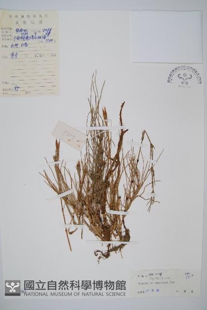 散生木賊藏品圖，第1張