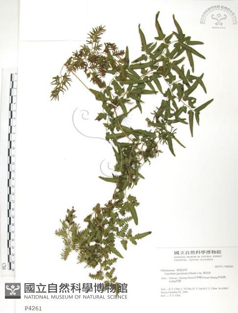 海金沙藏品圖，第1張