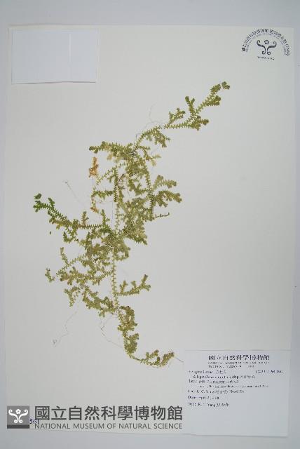 疏葉卷柏藏品圖，第1張