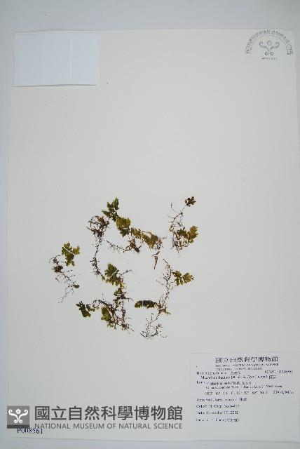 蕗蕨藏品圖，第1張