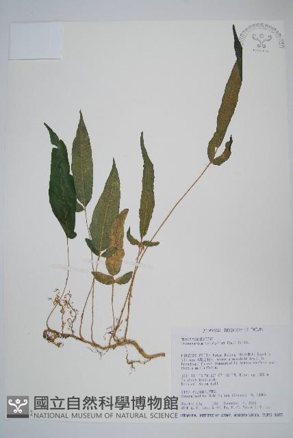 新月蕨藏品圖，第1張