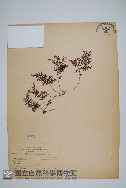 細葉蕗蕨藏品圖，第1張