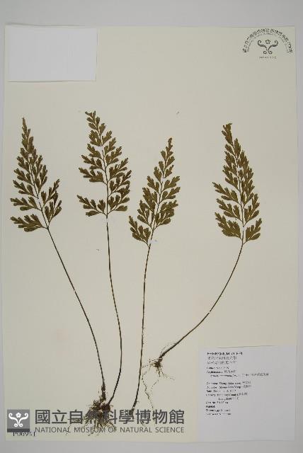 大蓬萊鐵角蕨藏品圖，第1張