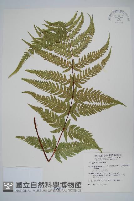 光囊紫柄蕨藏品圖，第1張