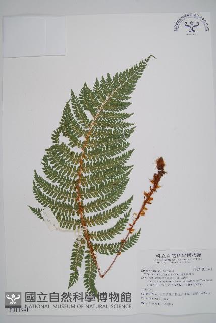 兒玉氏耳蕨藏品圖，第1張