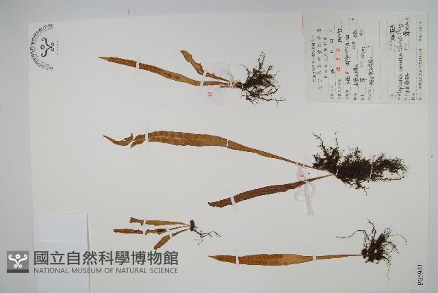 扭瓦葦藏品圖，第1張