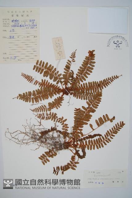 Accession Number:P004941 Collection Image, Figure 1, Total 2 Figures